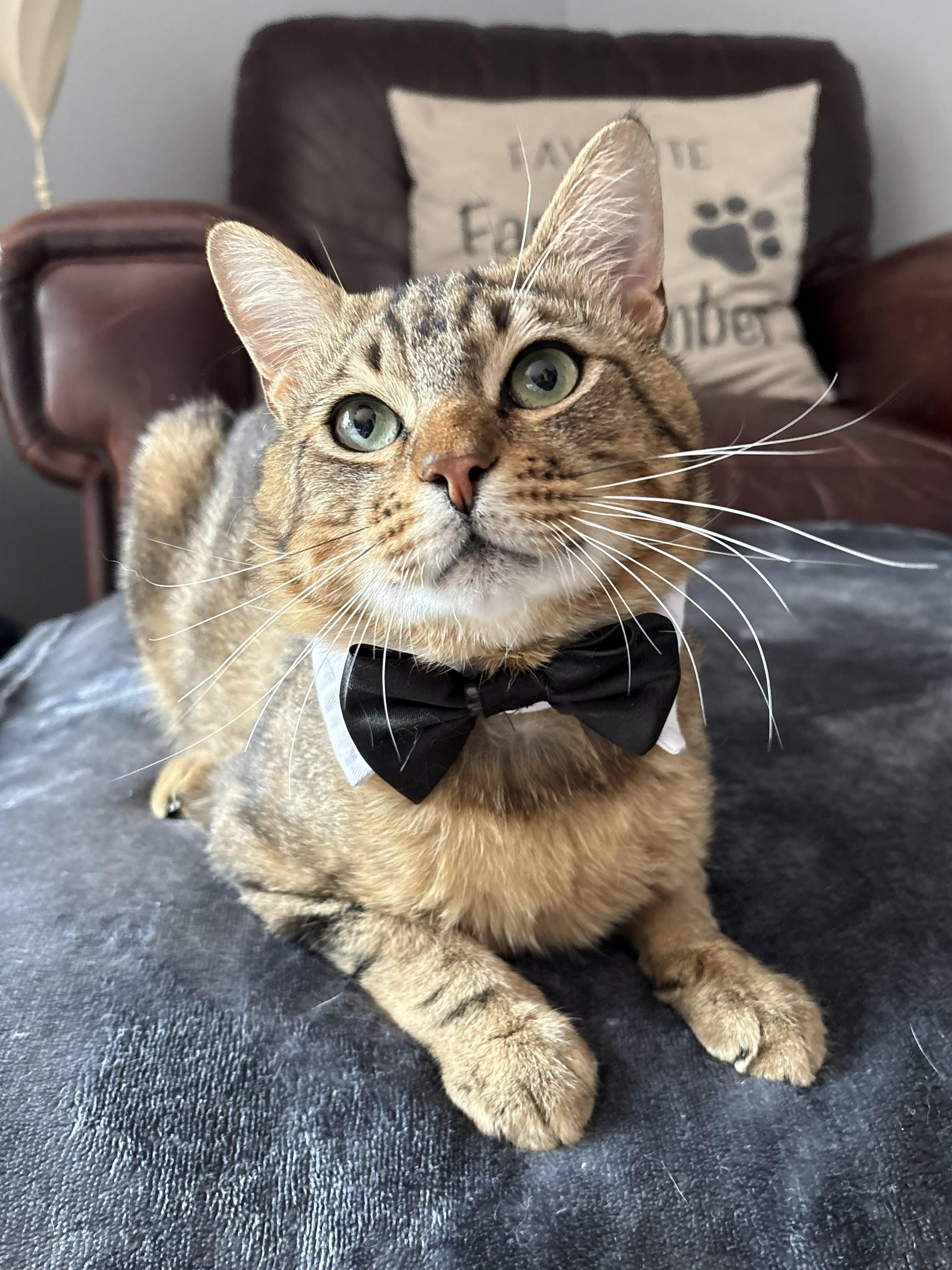 Beef, a ADOPTABLE Domestic Short Hair in City of Industry, CA image 3/4
