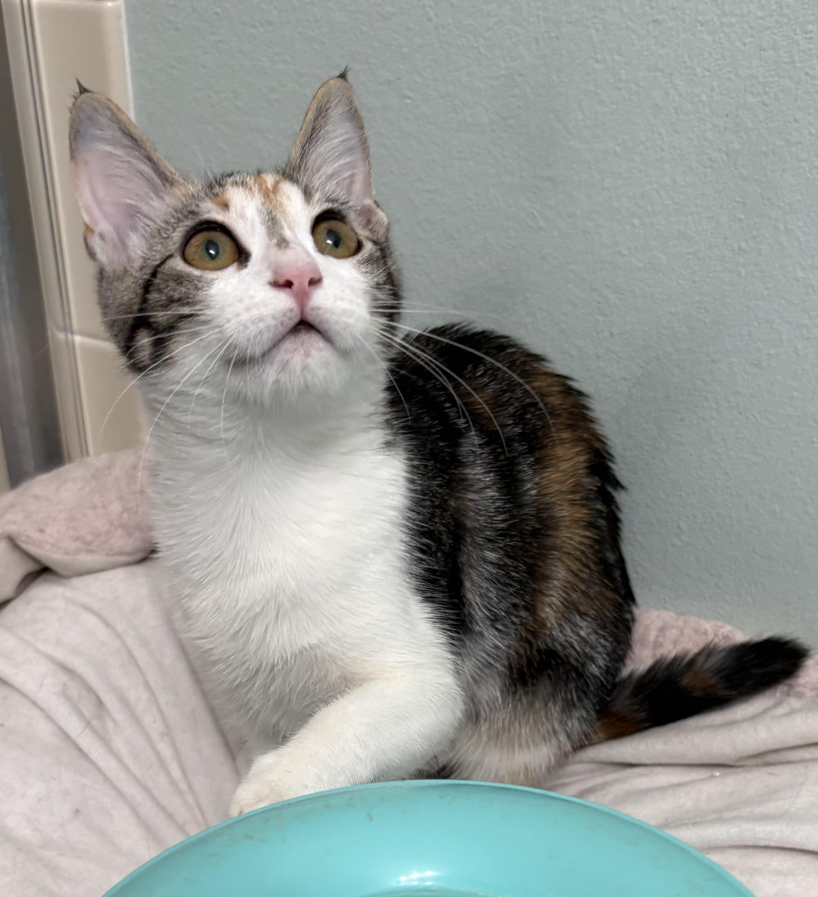 Flash, a ADOPTABLE mixed breed in Brooksville, FL image 4/5