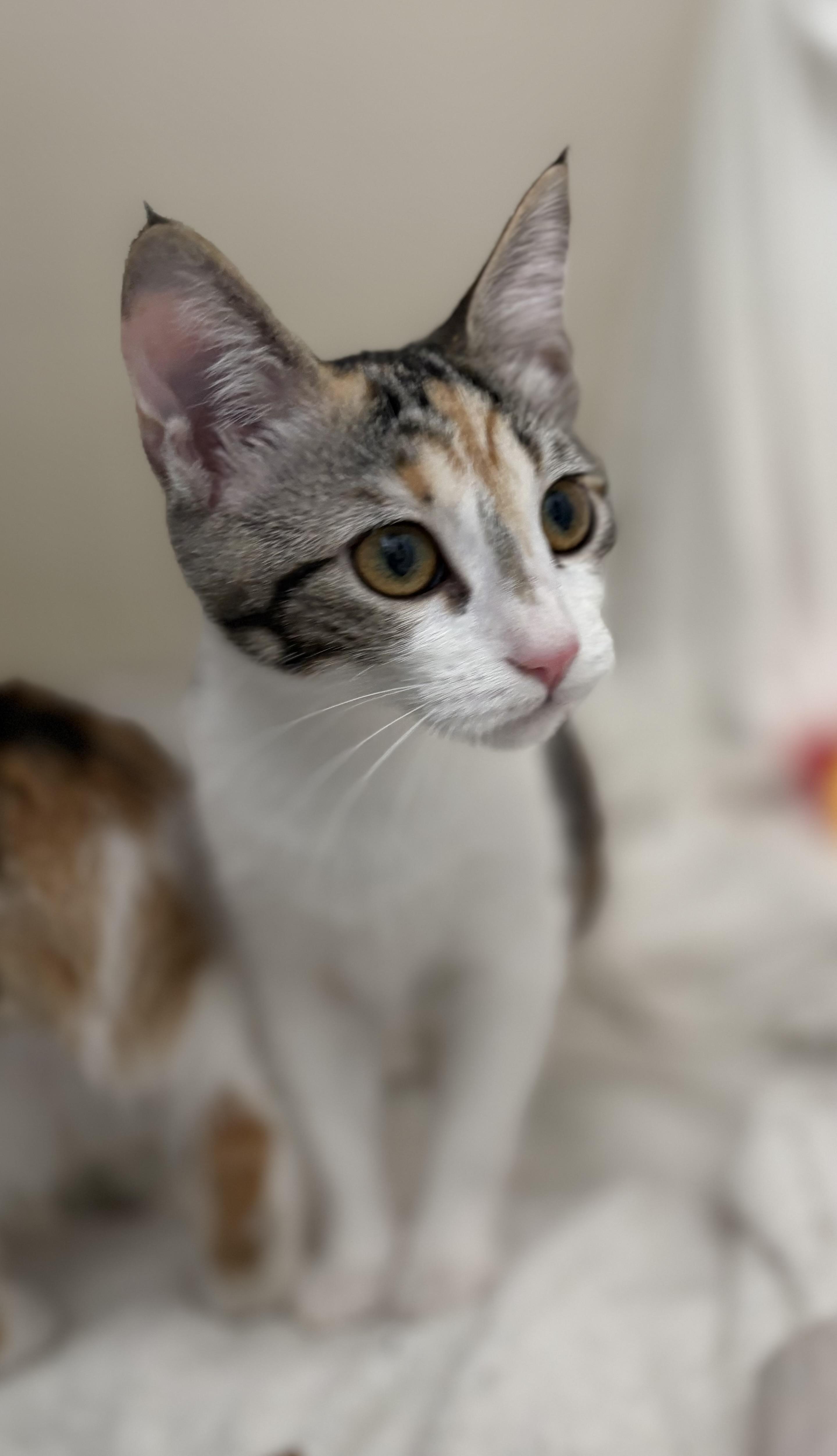 Flash, a ADOPTABLE mixed breed in Brooksville, FL image 3/5