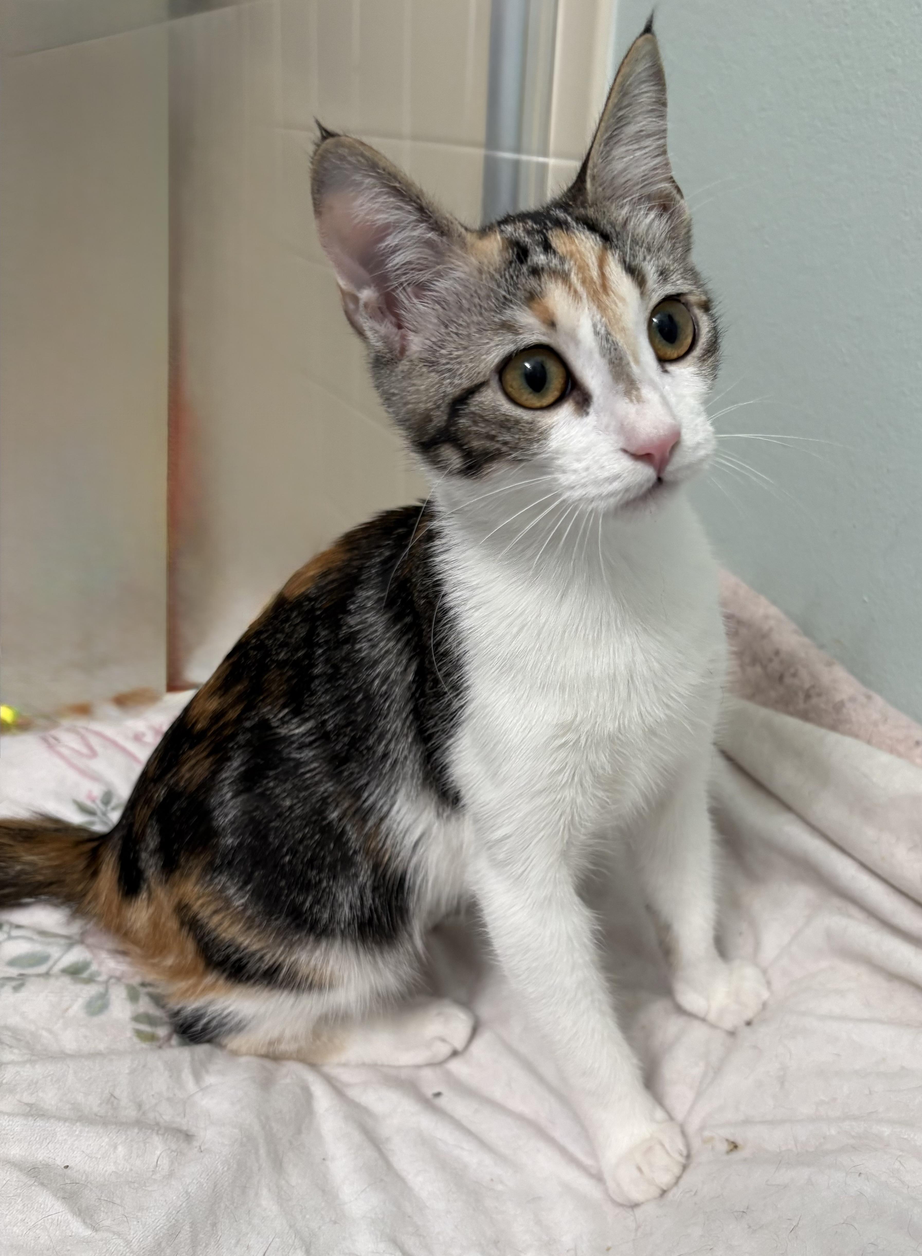 Flash, a ADOPTABLE mixed breed in Brooksville, FL image 2/5