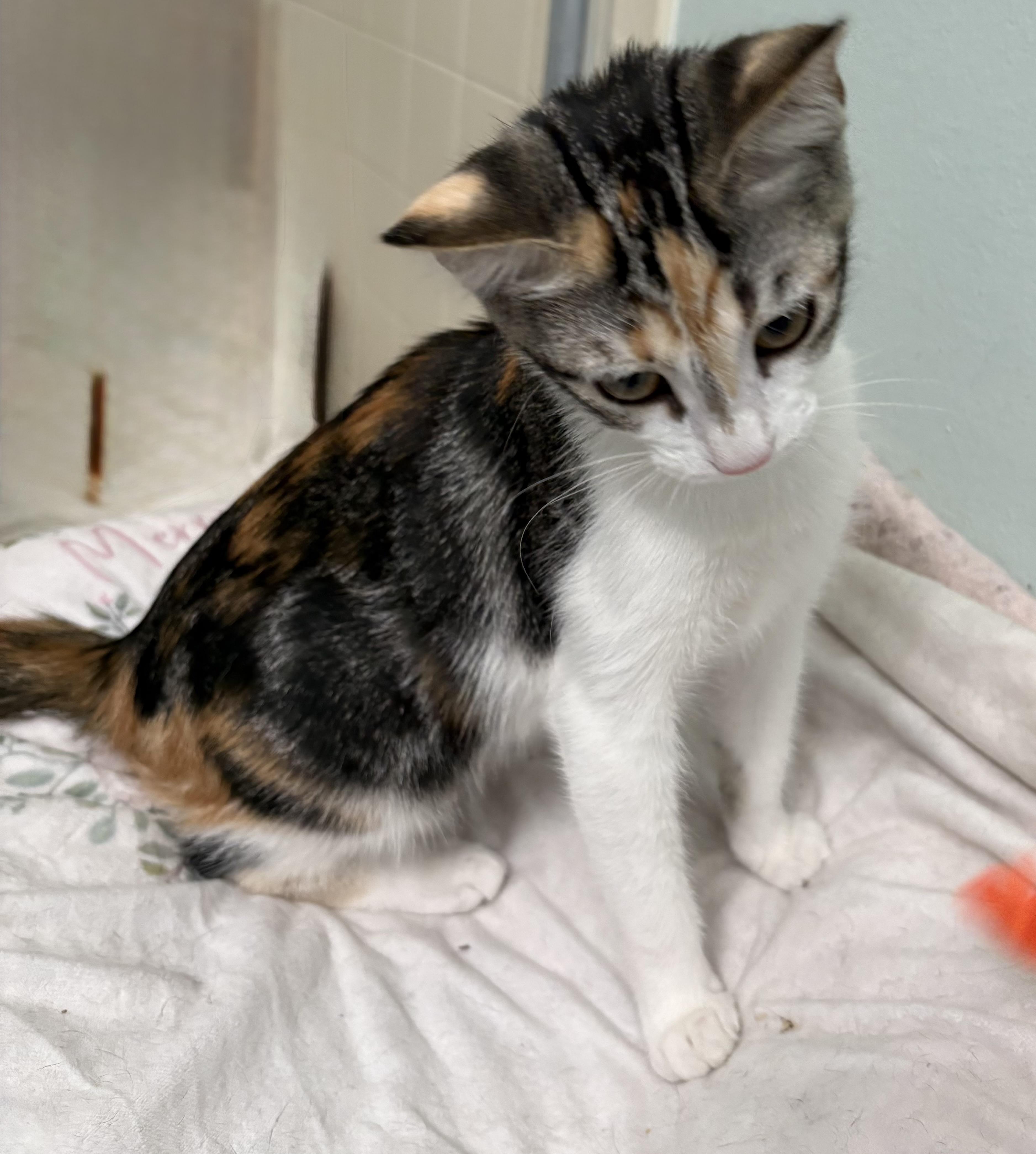 Flash, a ADOPTABLE mixed breed in Brooksville, FL image 5/5