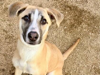 Morgan, Adoptable, Young Female Mixed Breed.