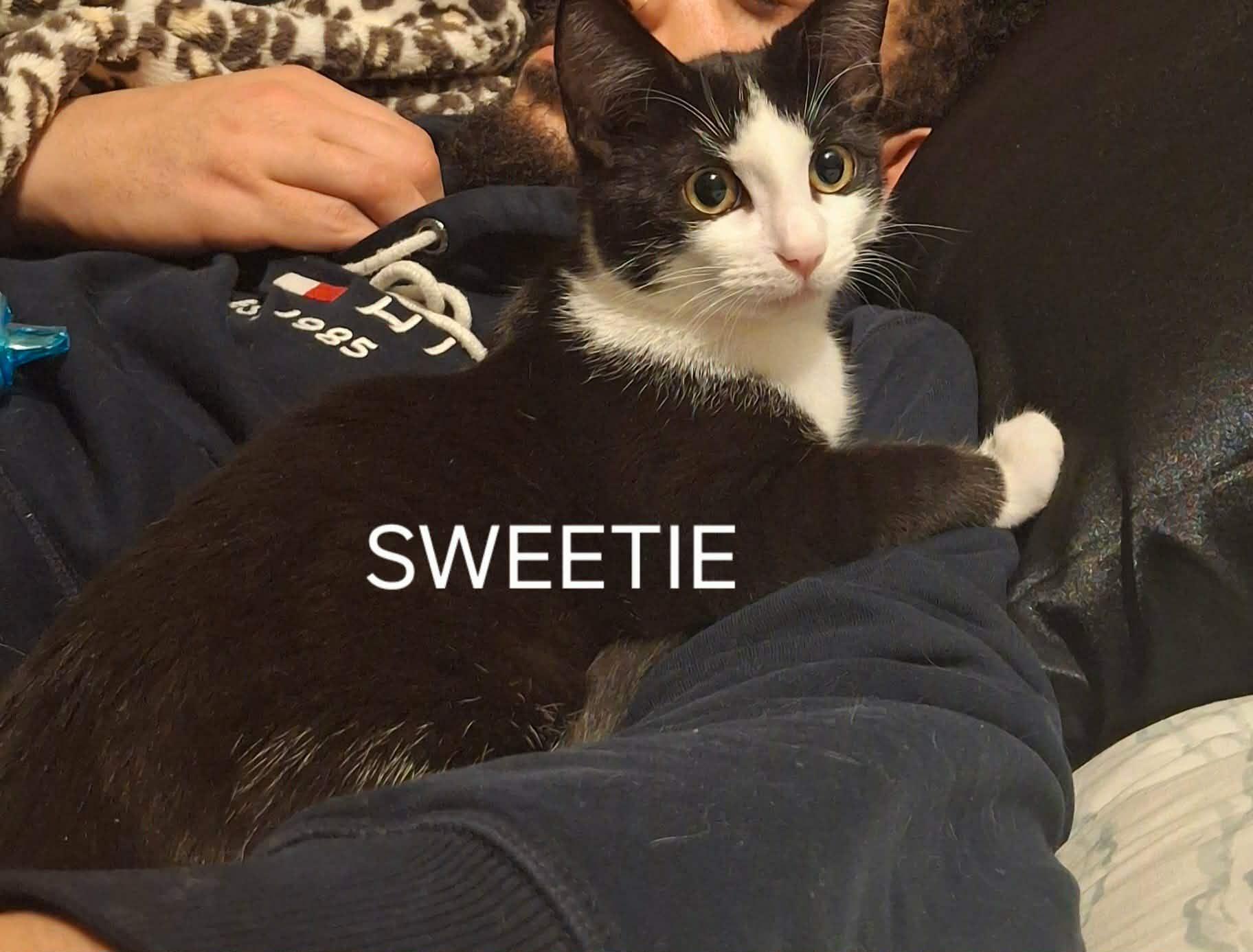 Sweetie, Adoptable, Young Female Domestic Short Hair.