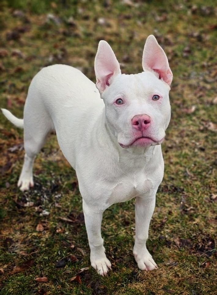 Terry, ADOPTABLE, Young Male Pit Bull Terrier.