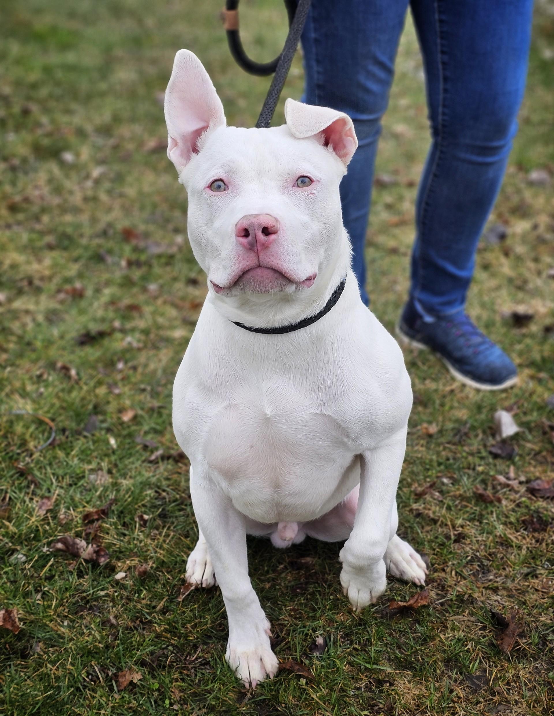 Enlarge Terry, a ADOPTABLE mixed breed in Bay City, MI image 2/2