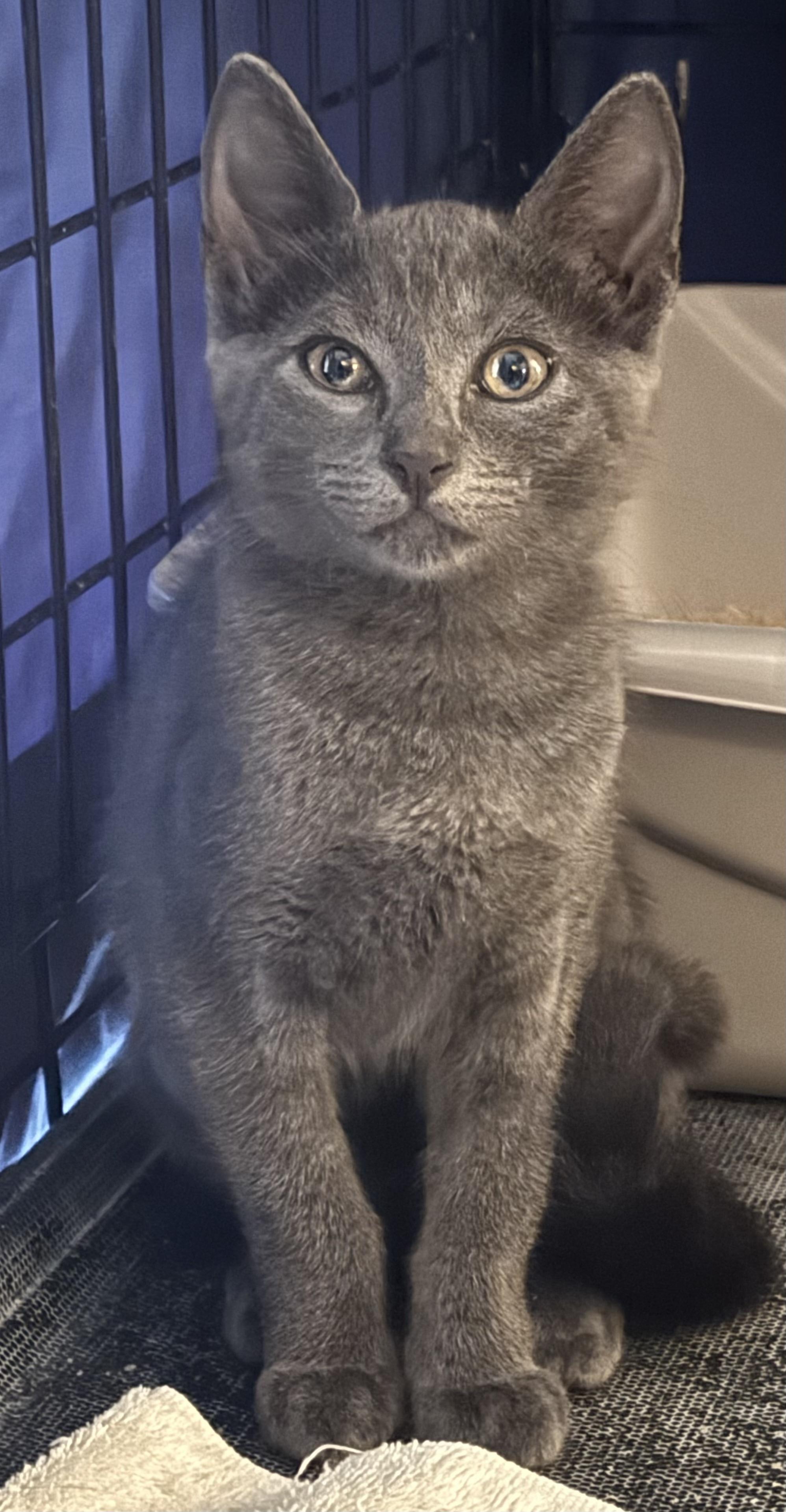 Silver & Dollie, an adopted Russian Blue in Lauderhill, FL image 1/6