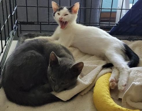 Silver & Dollie, an adopted Russian Blue in Lauderhill, FL image 3/6
