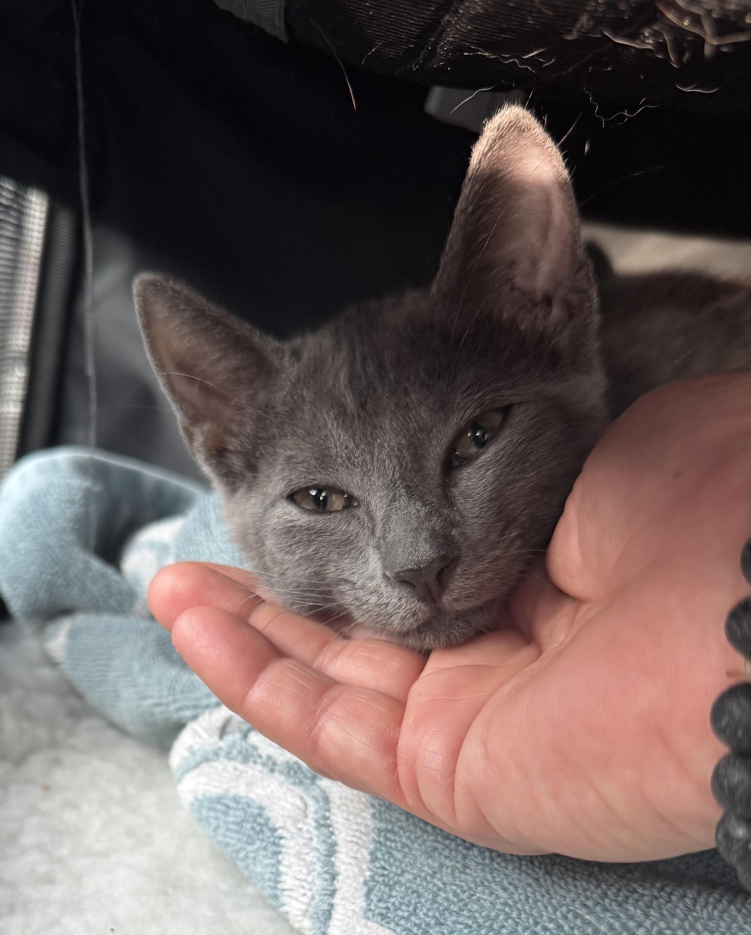 Silver & Dollie, an adopted Russian Blue in Lauderhill, FL image 4/6
