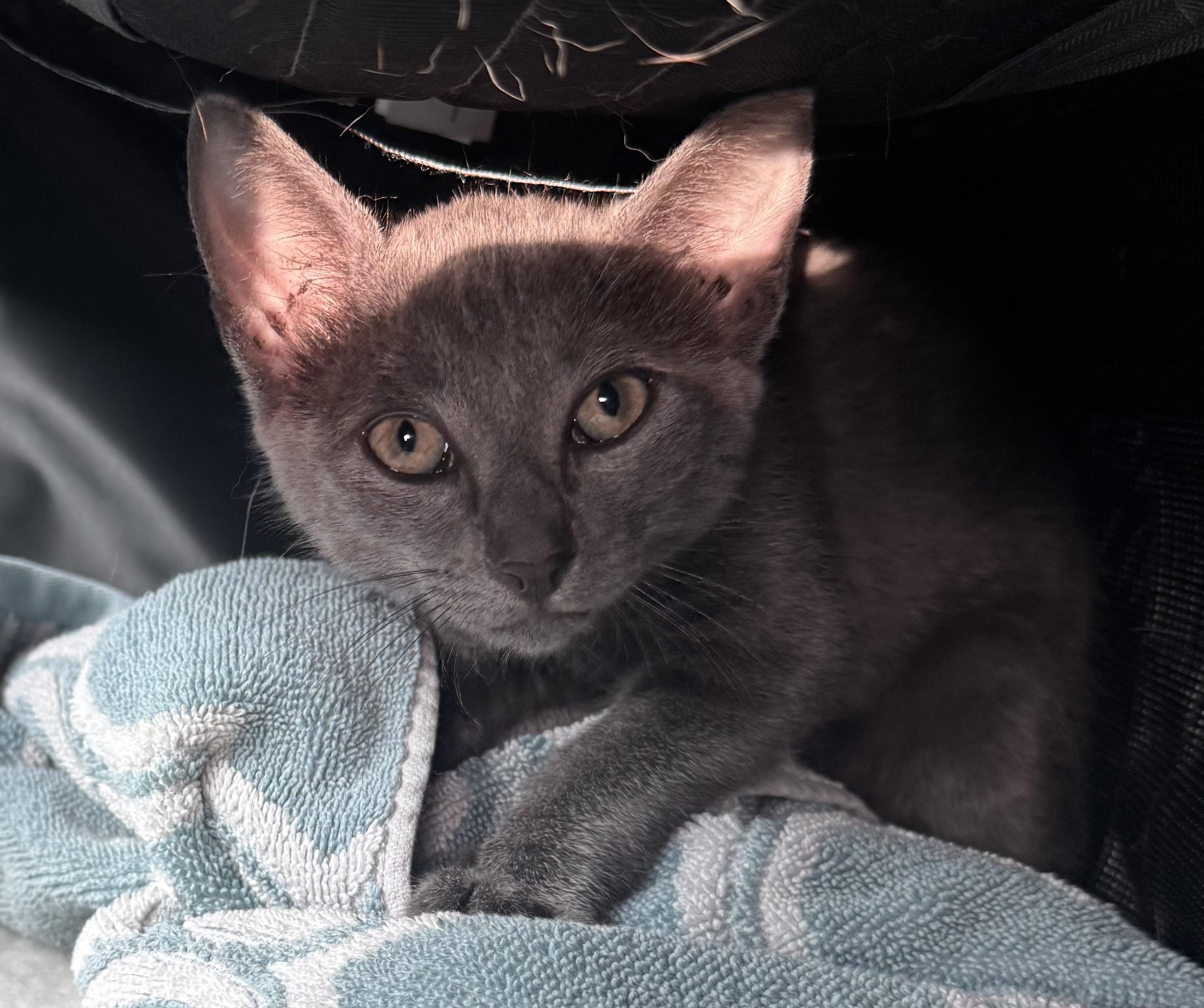 Silver & Dollie, an adopted Russian Blue in Lauderhill, FL image 5/6