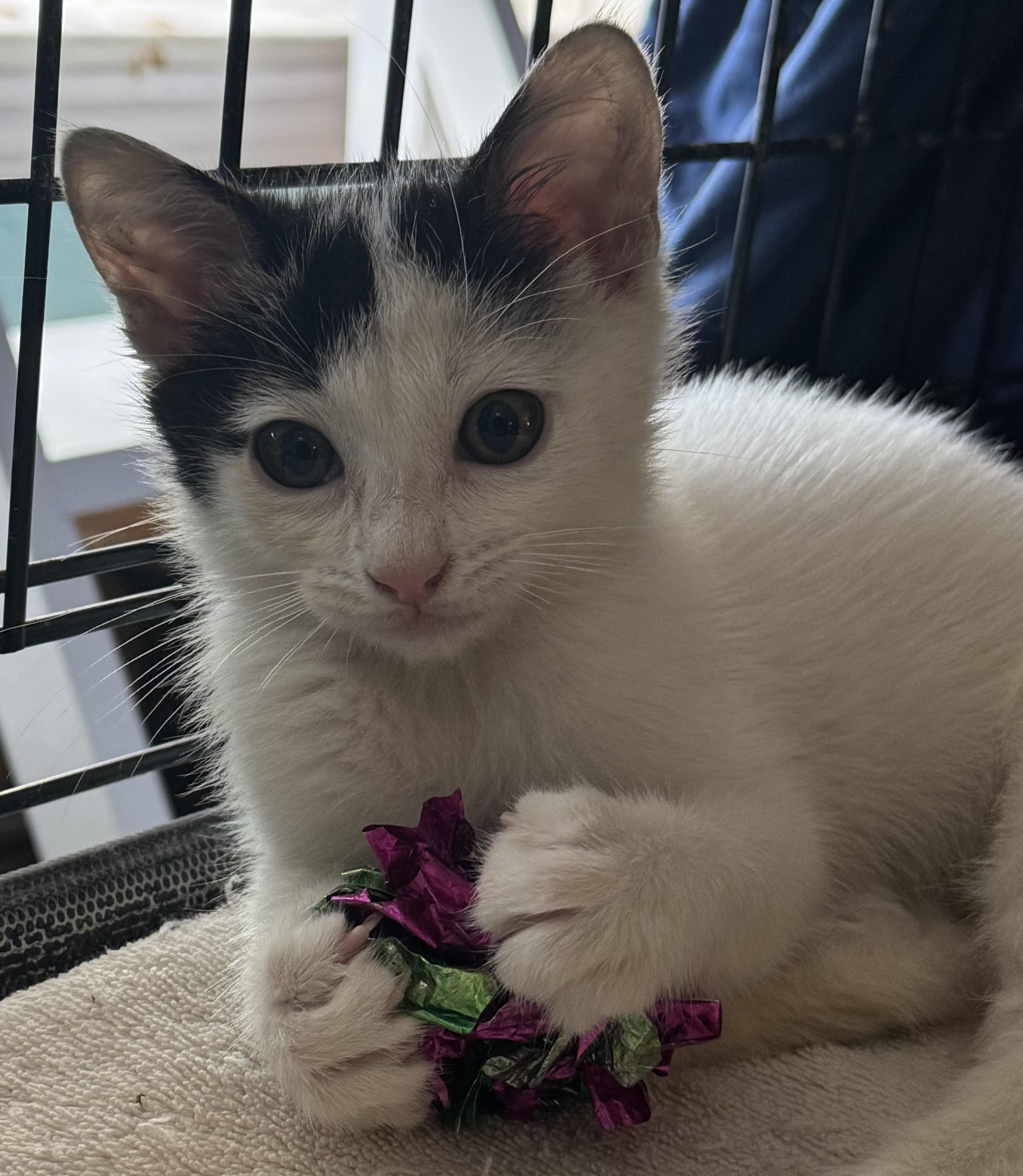 Silver & Dollie, Young Female unknown
