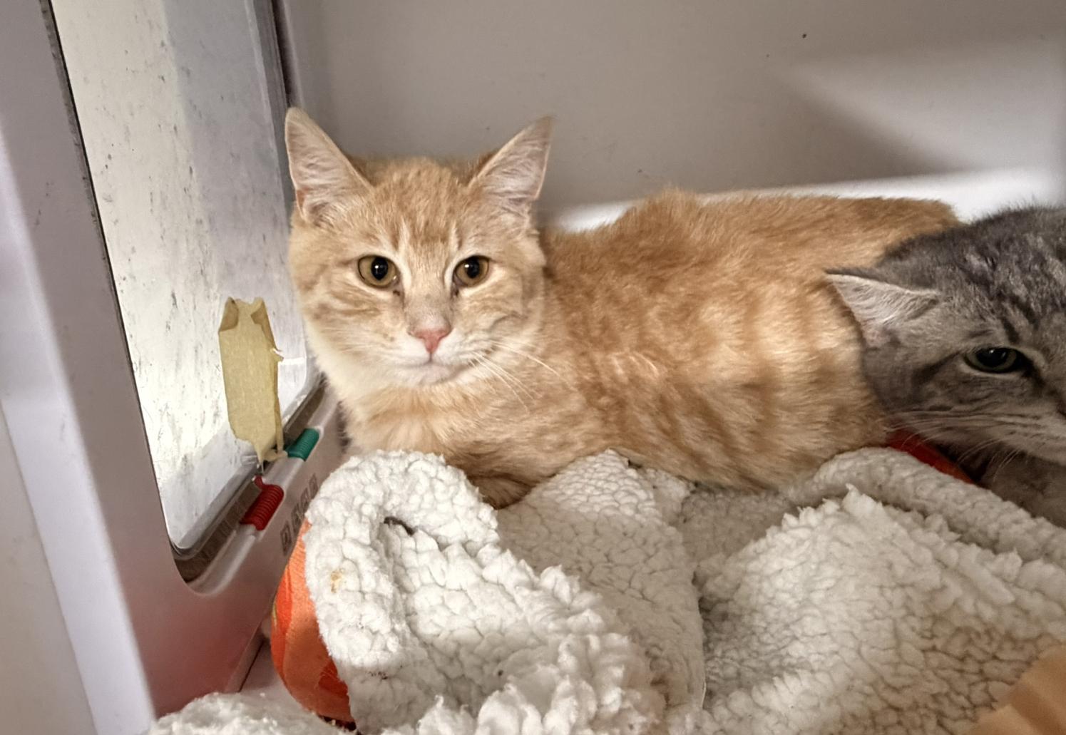 Baxter, ADOPTABLE, Adult Male Domestic Short Hair.