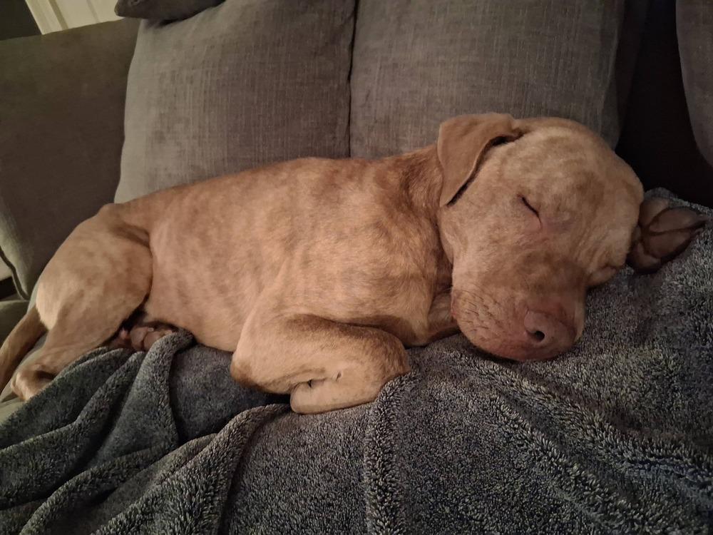 Enlarge Bruce, a Adoptable mixed breed in Scott, LA image 1/6