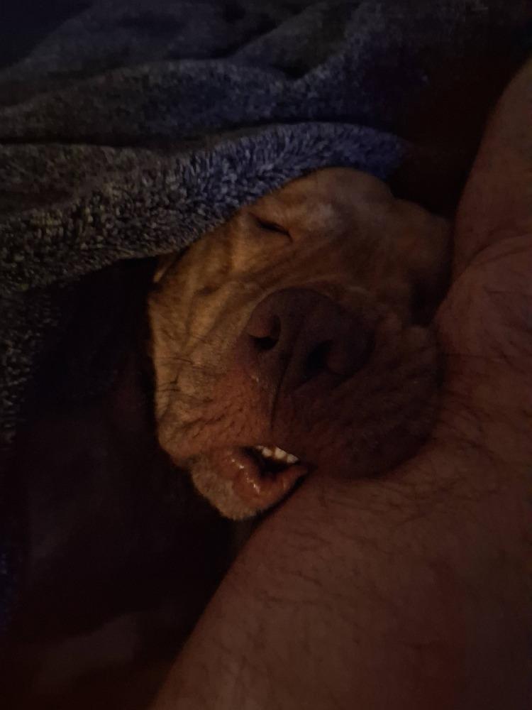 Bruce — thumbnail 2