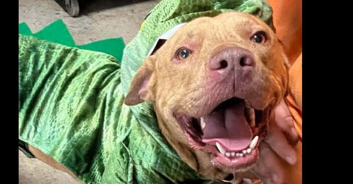 Enlarge Bruce, a Adoptable mixed breed in Scott, LA image 3/6