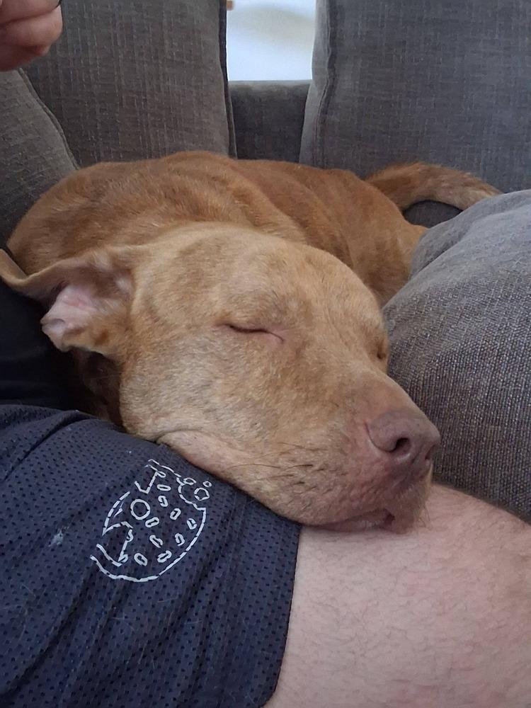 Enlarge Bruce, a Adoptable mixed breed in Scott, LA image 4/6
