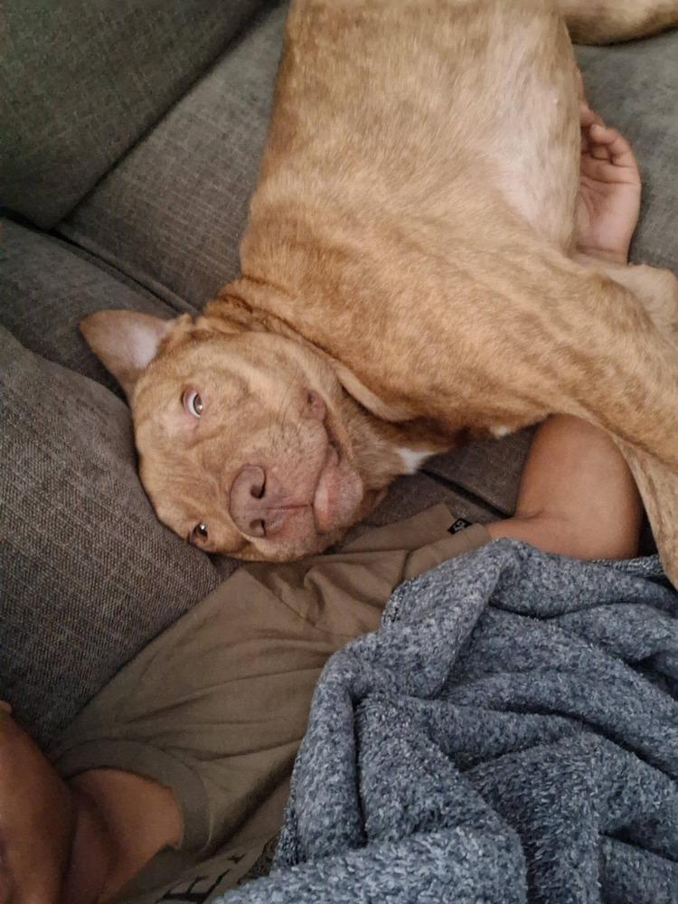 Enlarge Bruce, a Adoptable mixed breed in Scott, LA image 5/6