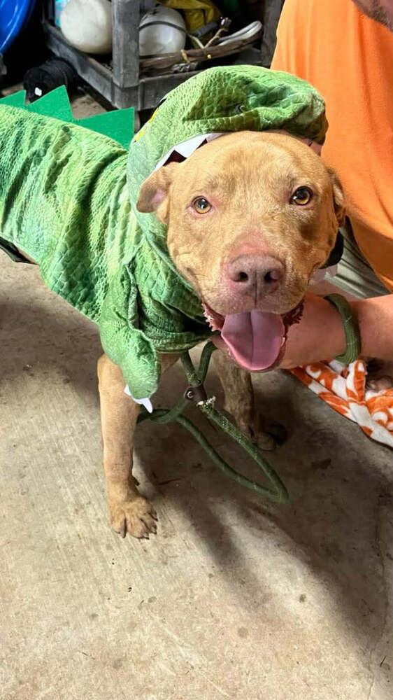 Enlarge Bruce, a Adoptable mixed breed in Scott, LA image 6/6