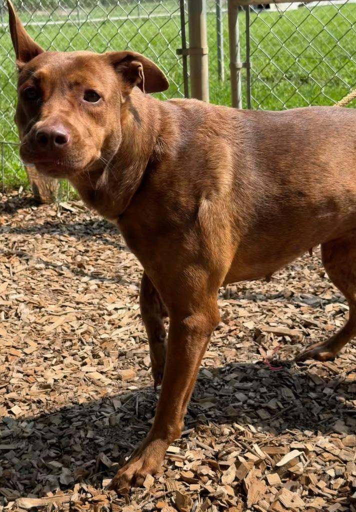 Enlarge Storri, a Adoptable mixed breed in Greencastle, IN image 1/3