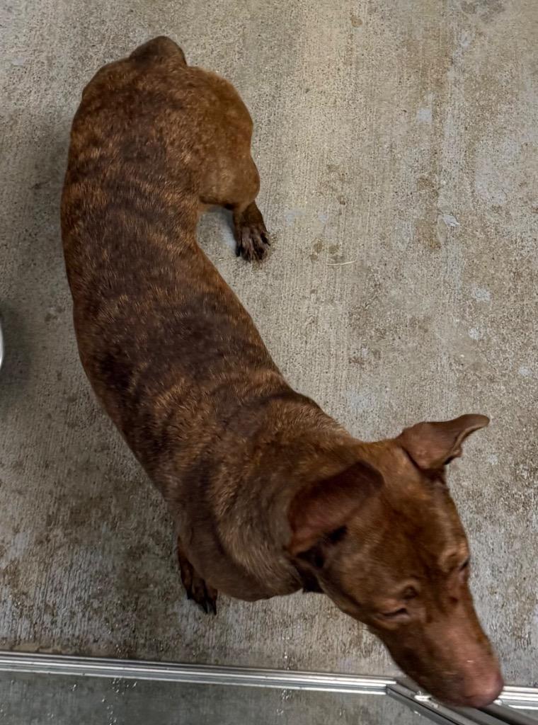 Enlarge Storri, a Adoptable mixed breed in Greencastle, IN image 2/3