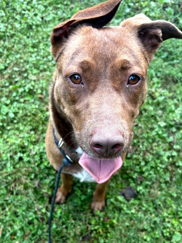 Enlarge Storri, a Adoptable mixed breed in Greencastle, IN image 3/3