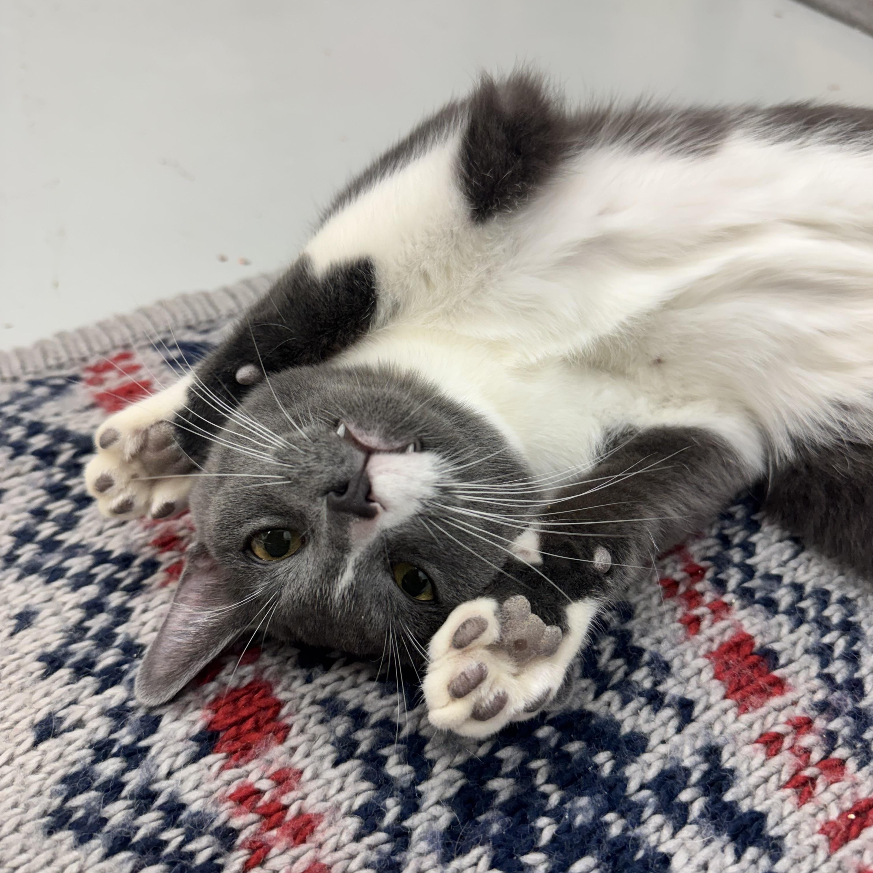 Enlarge Fred, a Adoptable Domestic Short Hair in Crystal Lake, IL image 3/3