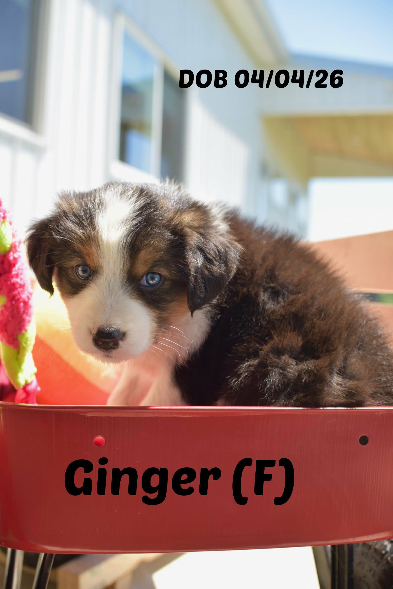 Ginger, Adoptable, Puppy Female Border Collie.