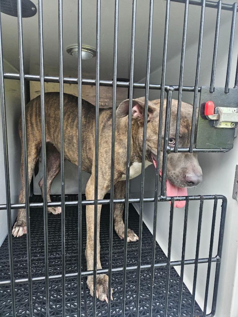 Lisa, Adoptable, Young Female Pit Bull Terrier.