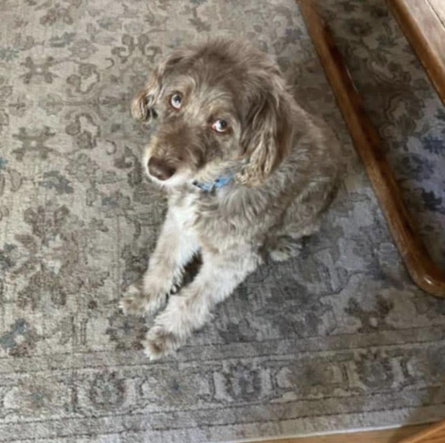 Buddy, an adoptable Aussiedoodle in Toledo, OH, 43623 | Photo Image 2