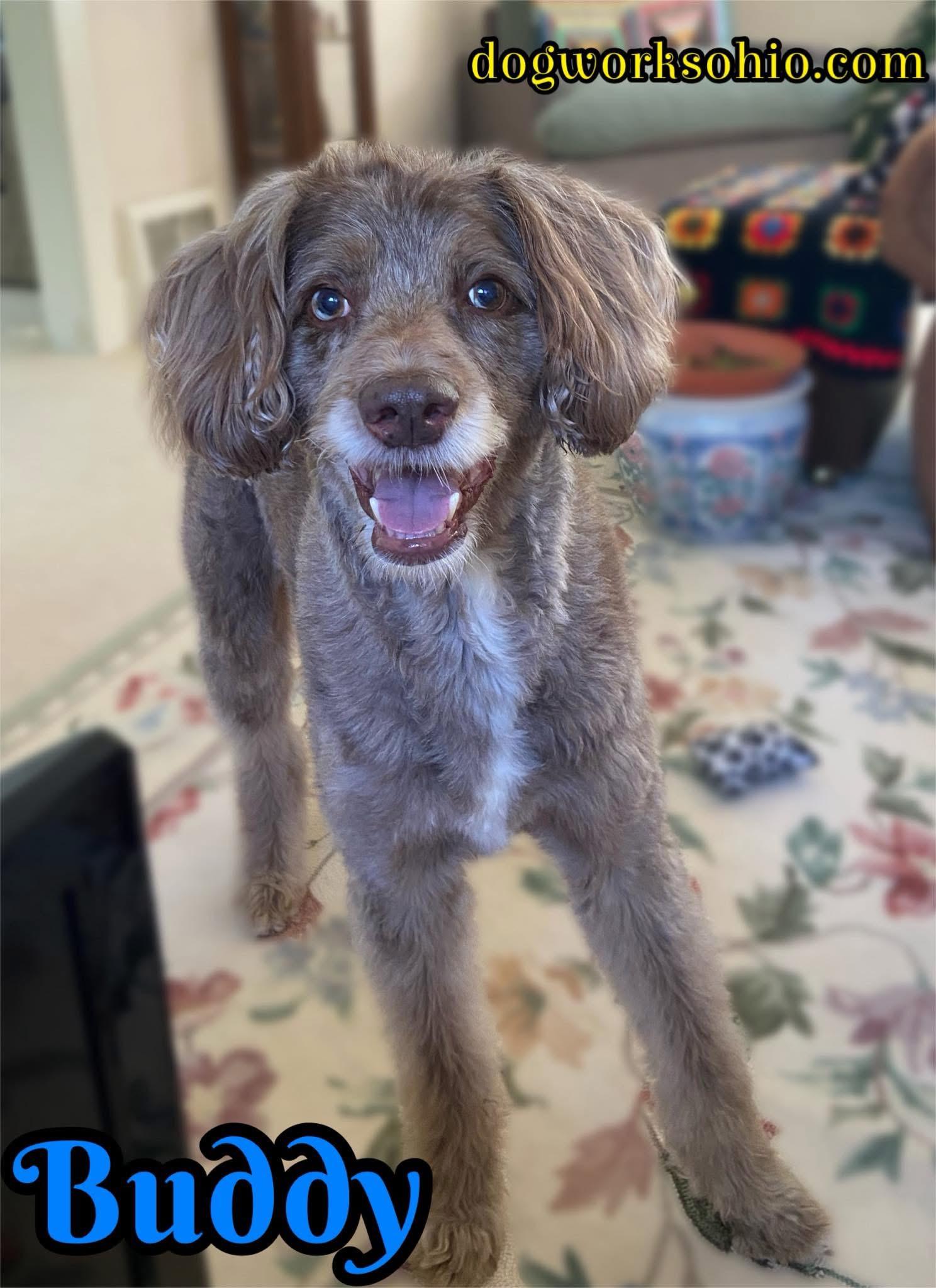 Buddy, an adoptable Aussiedoodle in Toledo, OH, 43623 | Photo Image 1