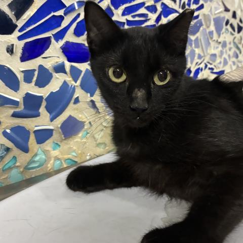 PIERCE, Adoptable, Young Female Domestic Short Hair.