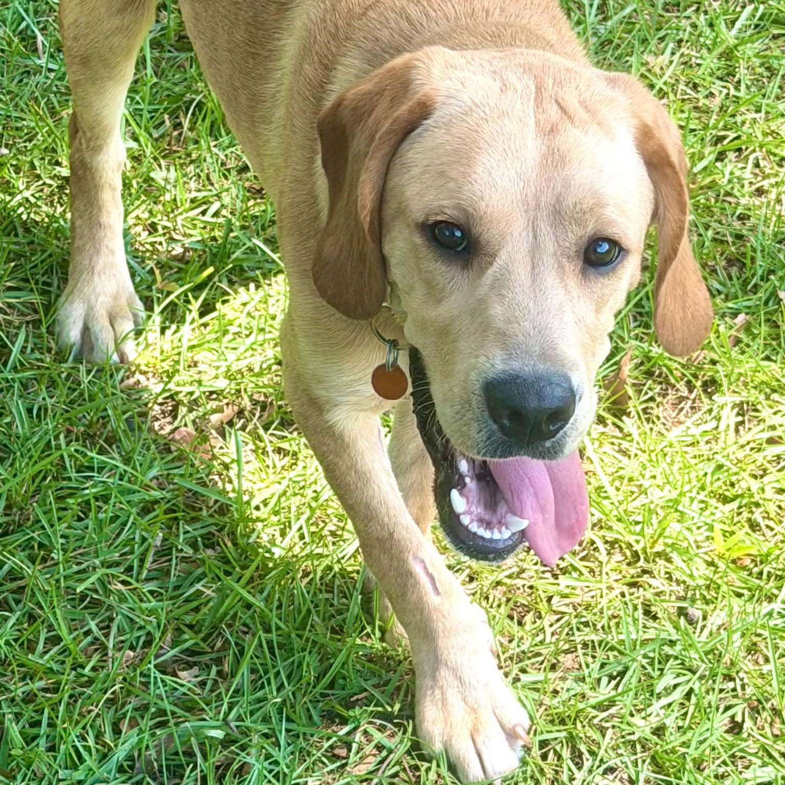 Enlarge Henry, a Adopted mixed breed in Simsbury, CT image 2/6