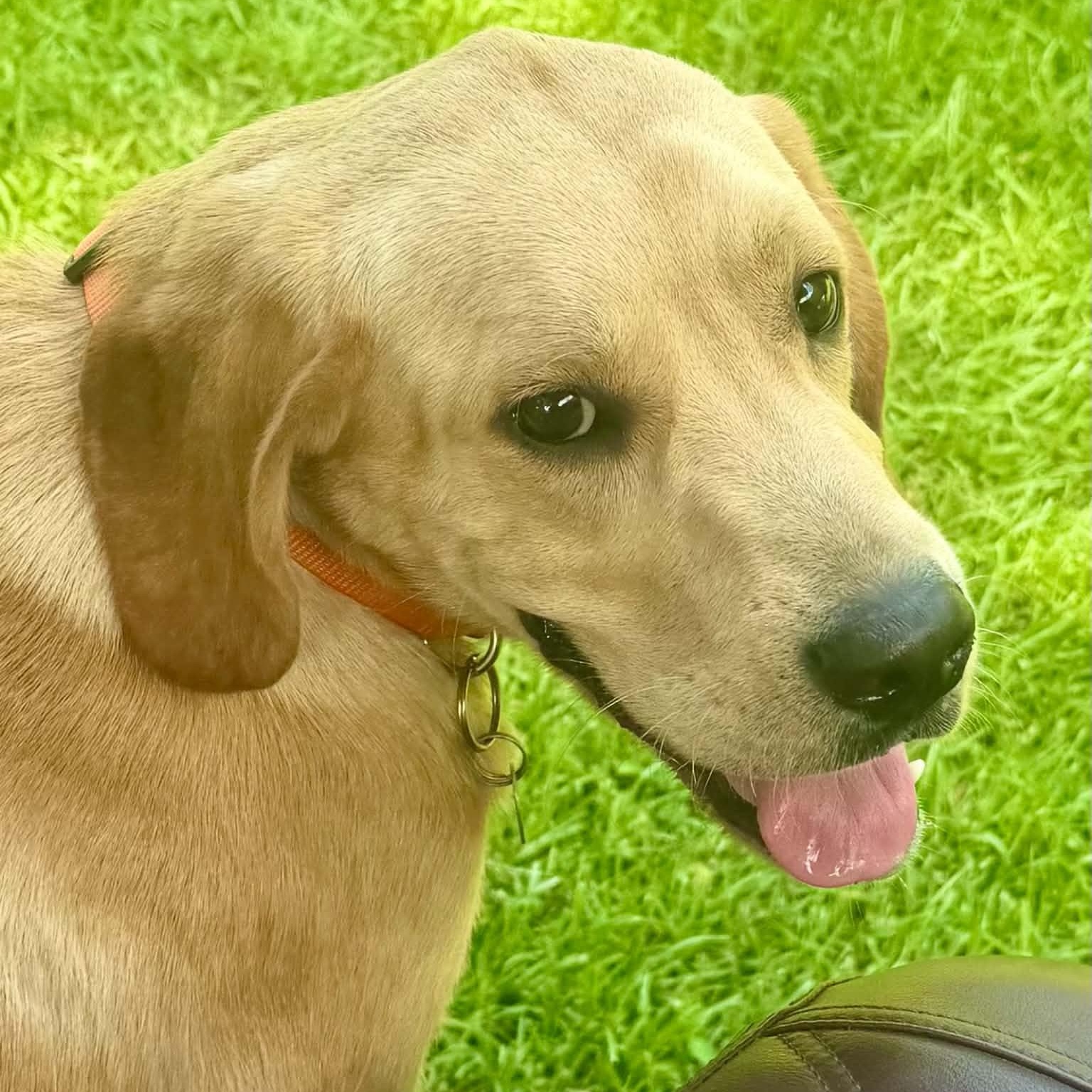 Henry, Adopted, Young Male Golden Retriever & Yellow Labrador Retriever.