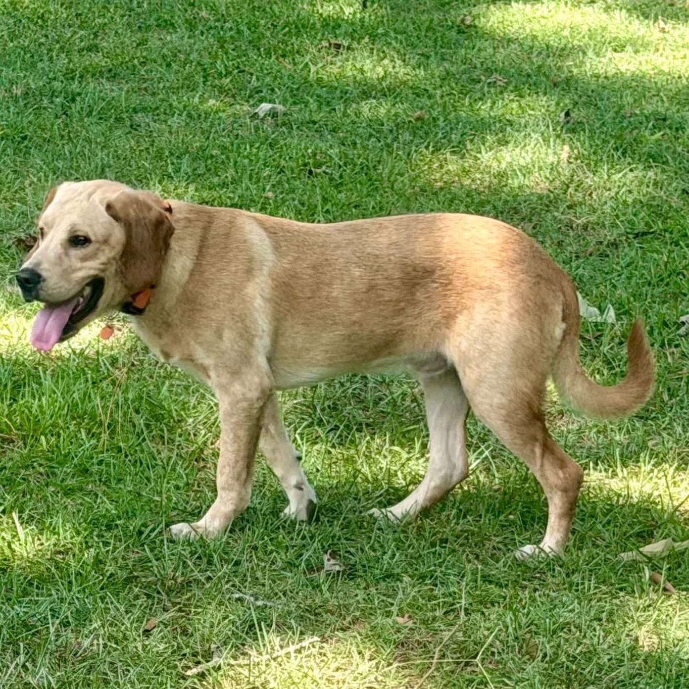 Enlarge Henry, a Adopted mixed breed in Simsbury, CT image 5/6