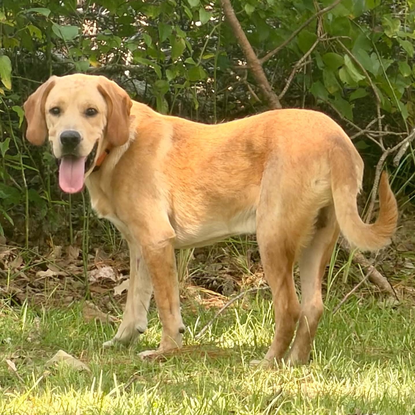 Enlarge Henry, a Adopted mixed breed in Simsbury, CT image 3/6