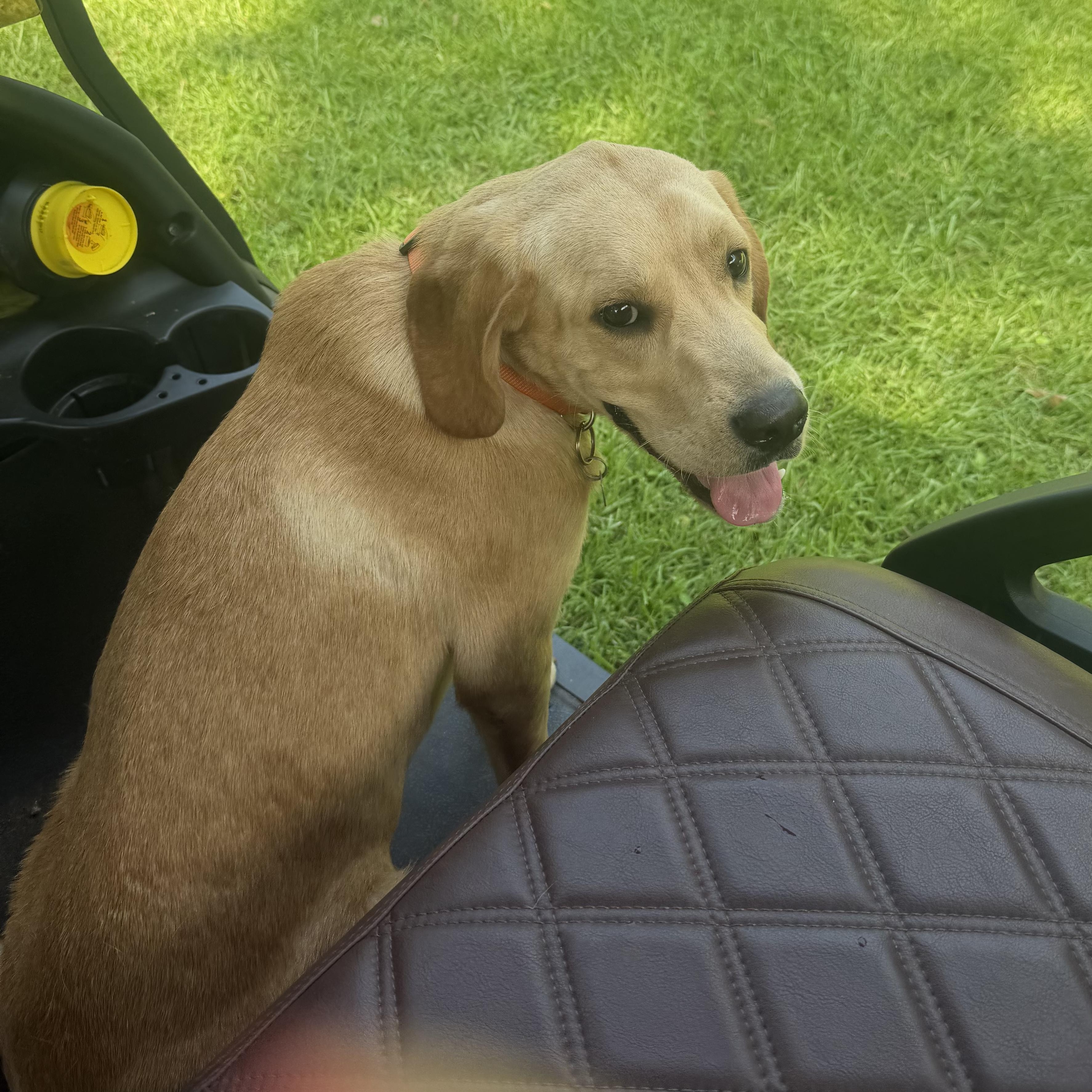 Enlarge Henry, a Adopted mixed breed in Simsbury, CT image 4/6