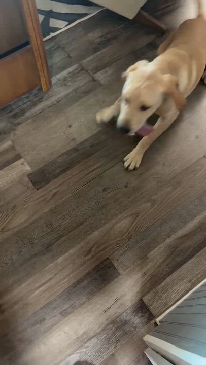 Enlarge Henry, a Adopted mixed breed in Simsbury, CT video 6/6
