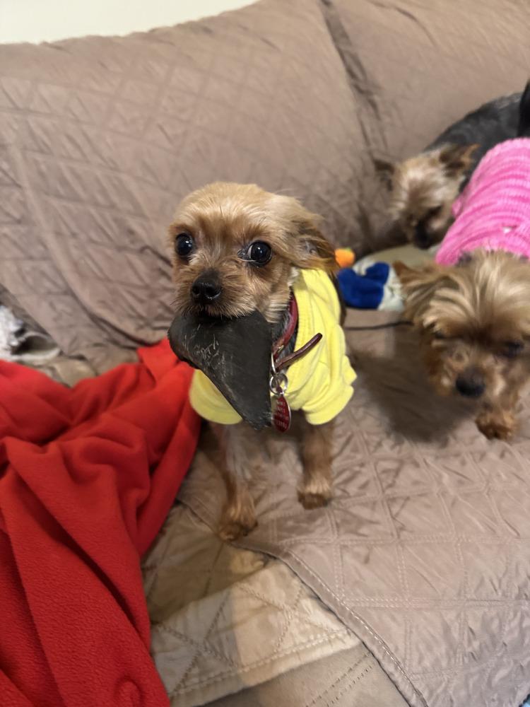 Enlarge Penny, a Adoptable Yorkshire Terrier in East Greenville, PA image 1/6