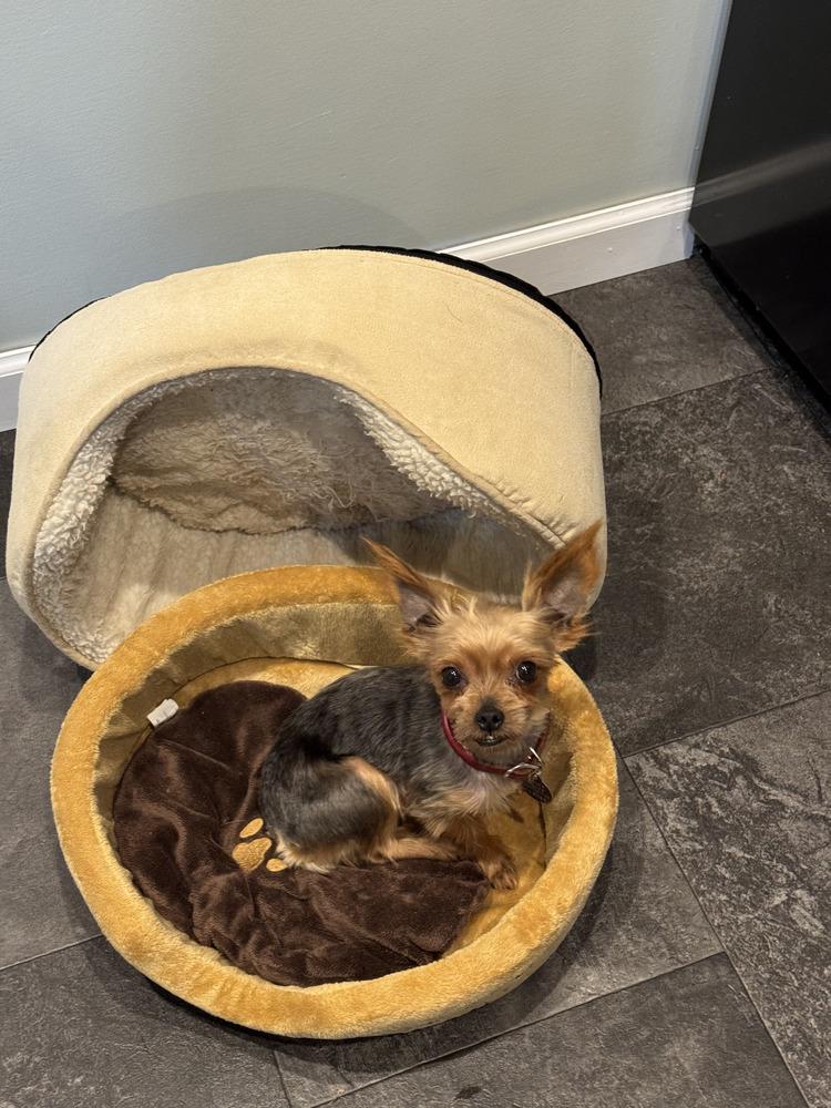 Enlarge Penny, a Adoptable Yorkshire Terrier in East Greenville, PA image 2/6