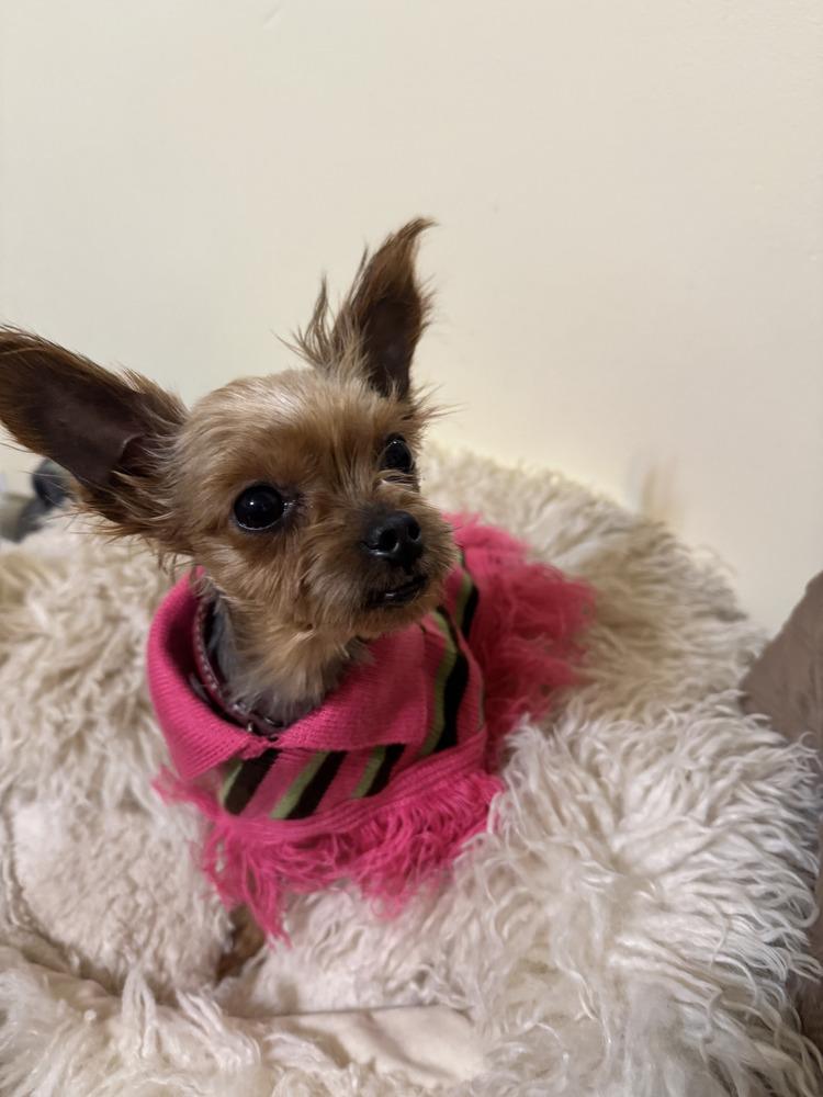 Enlarge Penny, a Adoptable Yorkshire Terrier in East Greenville, PA image 3/6