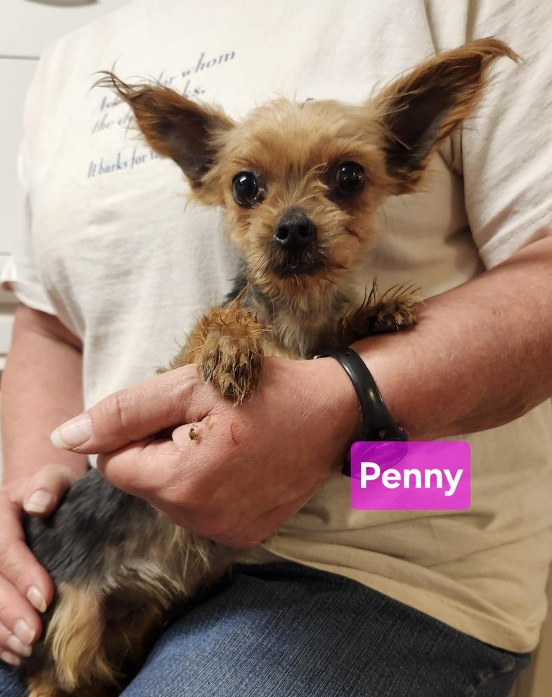 Enlarge Penny, a Adoptable Yorkshire Terrier in East Greenville, PA image 4/6