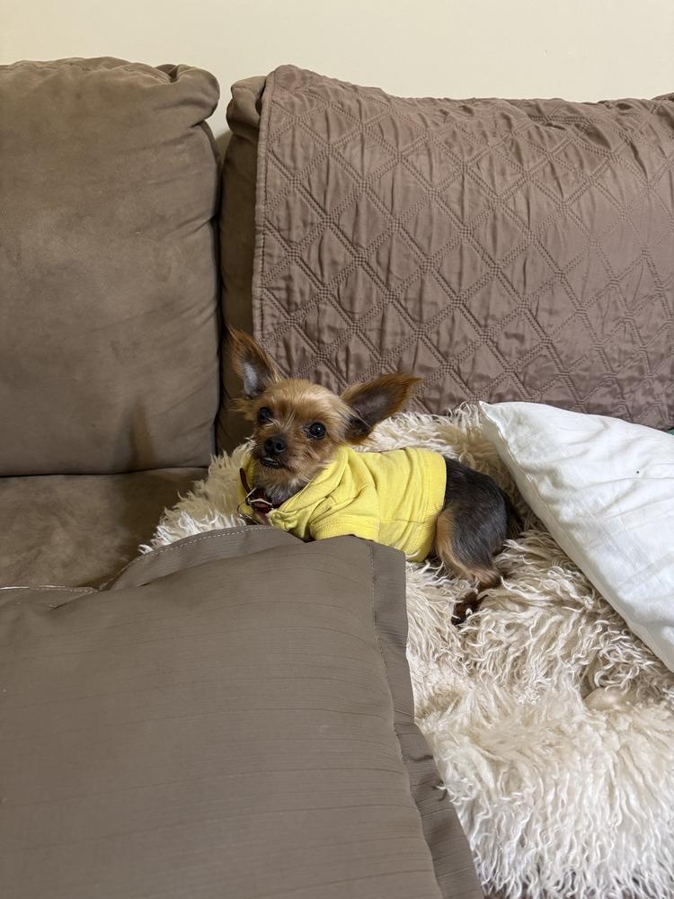 Enlarge Penny, a Adoptable Yorkshire Terrier in East Greenville, PA image 6/6