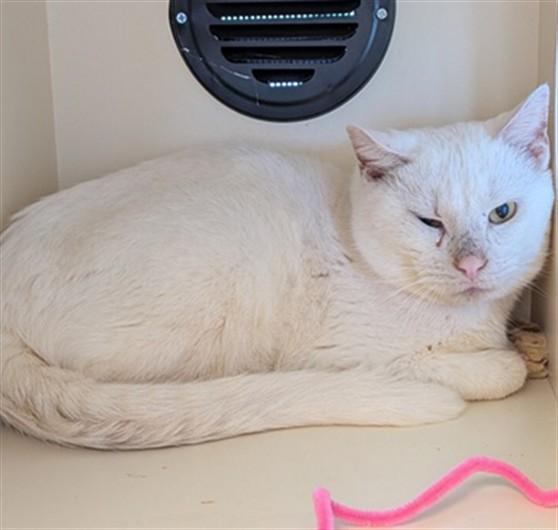 DEAD OF WINTER, Adoptable, Young Male Domestic Short Hair.