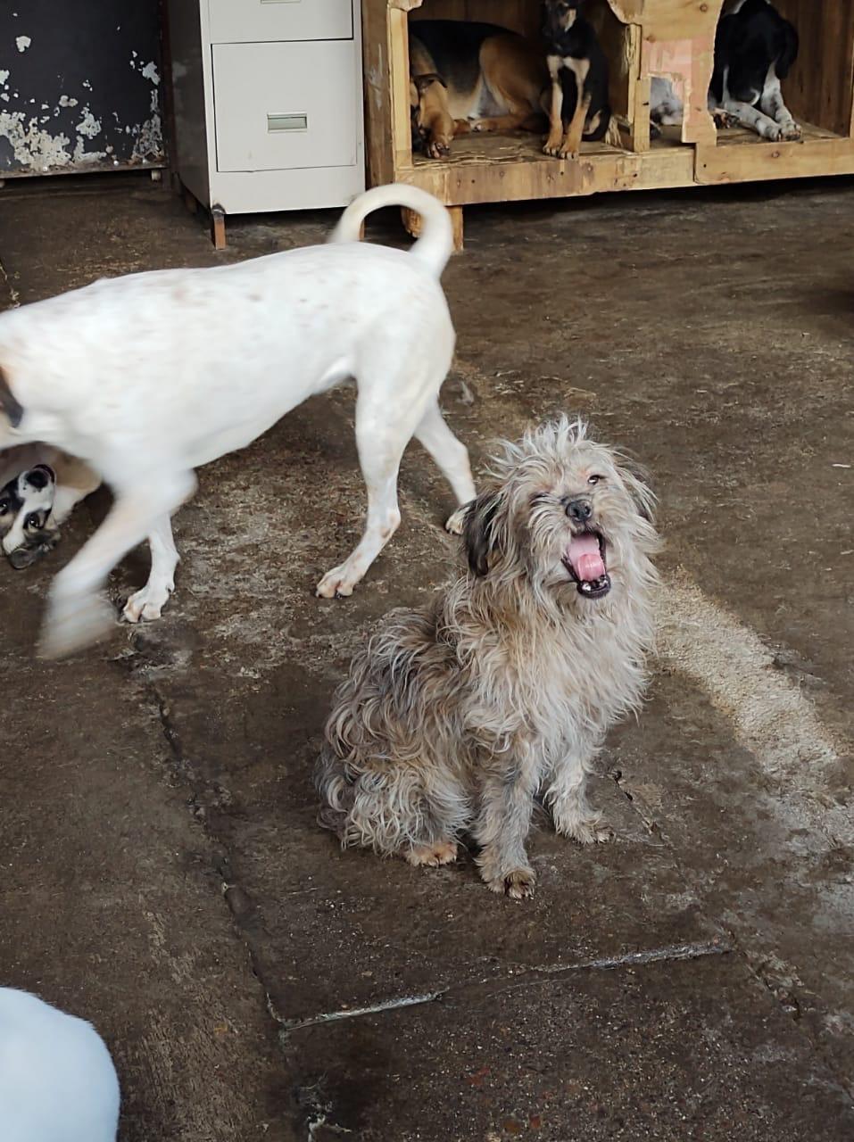 FURRY, Adult Male Cairn Terrier