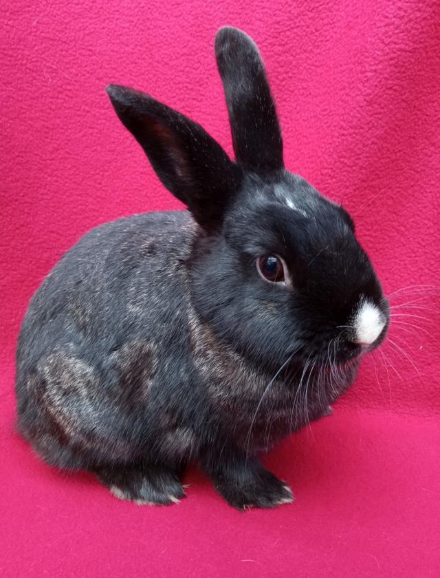 Enlarge CARRIE BUNDERWOOD, a Adoptable Bunny Rabbit in Santa Barbara, CA image 1/1