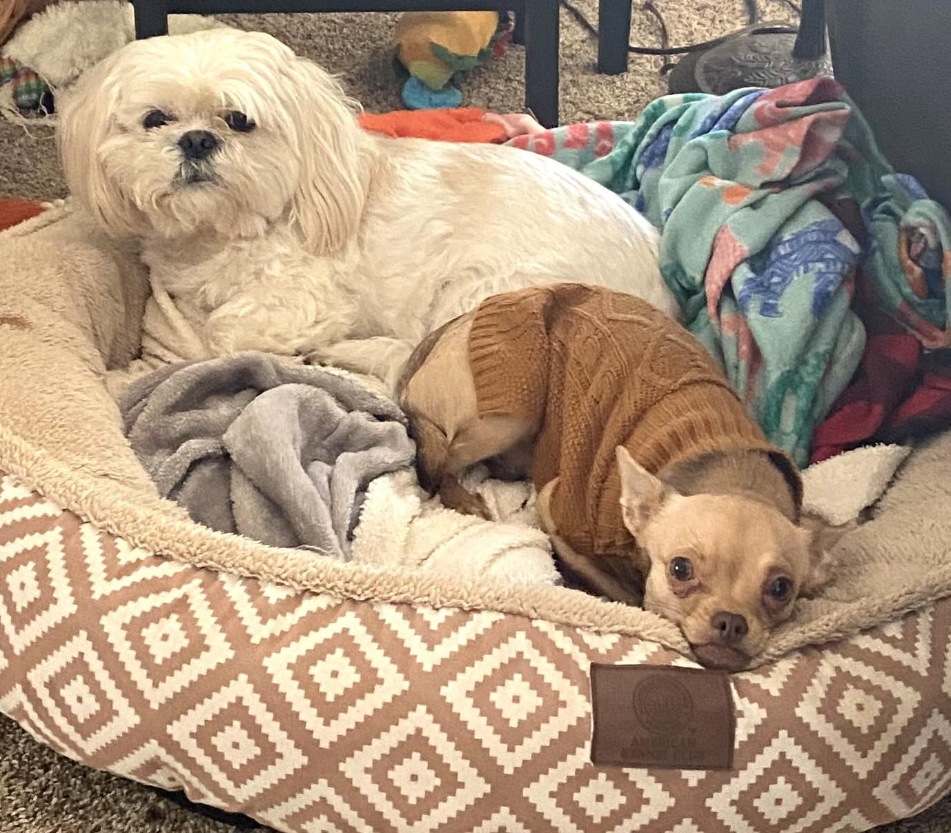 Enlarge BUGSY, a ADOPTABLE Chihuahua in Westmont, IL image 5/6