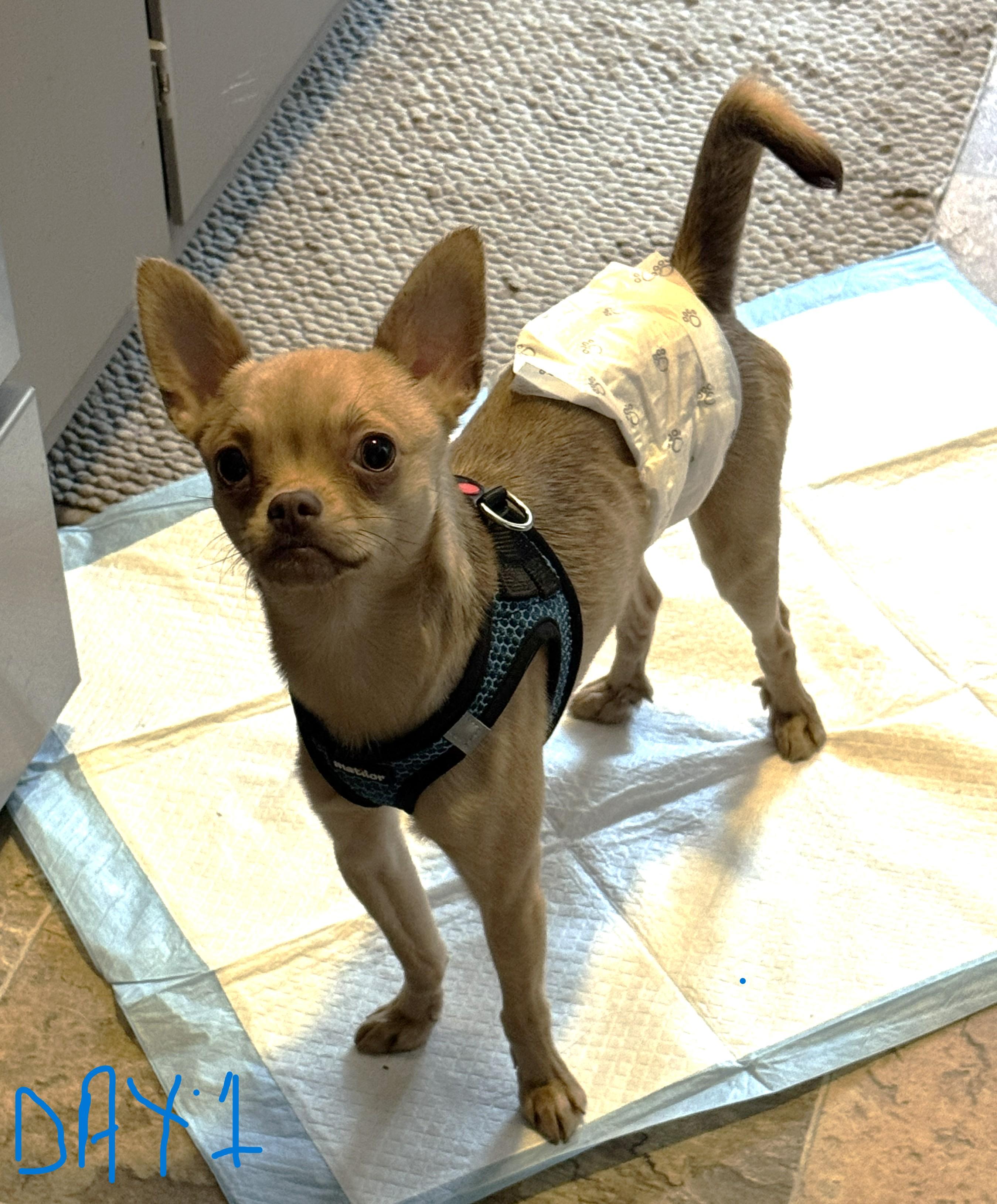 Enlarge BUGSY, a ADOPTABLE Chihuahua in Westmont, IL image 3/6