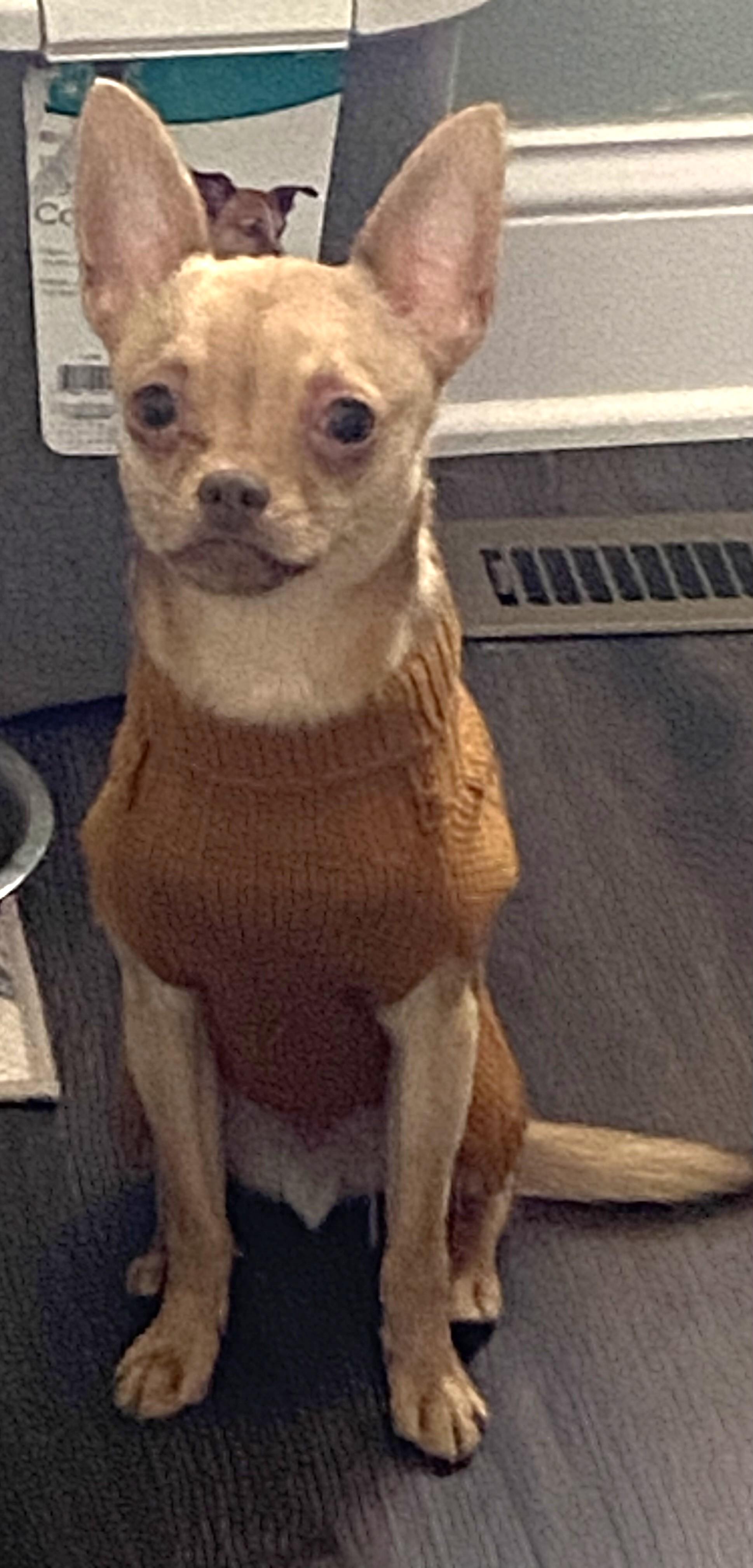 Enlarge BUGSY, a ADOPTABLE Chihuahua in Westmont, IL image 4/6