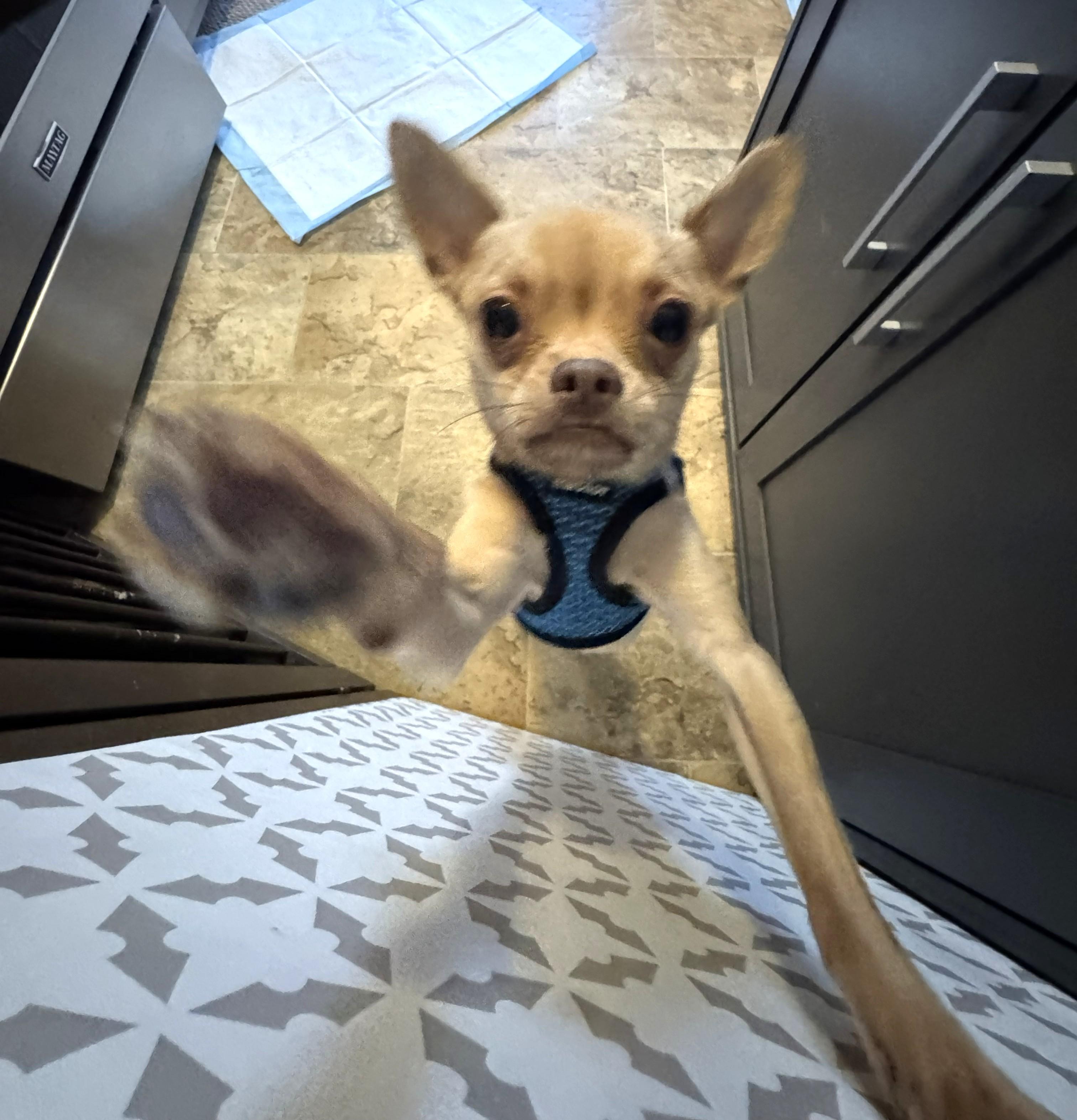 BUGSY, ADOPTABLE, Adult Male Chihuahua.