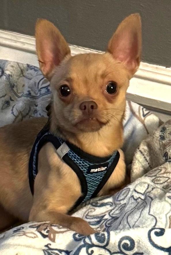 Enlarge BUGSY, a ADOPTABLE Chihuahua in Westmont, IL image 2/6