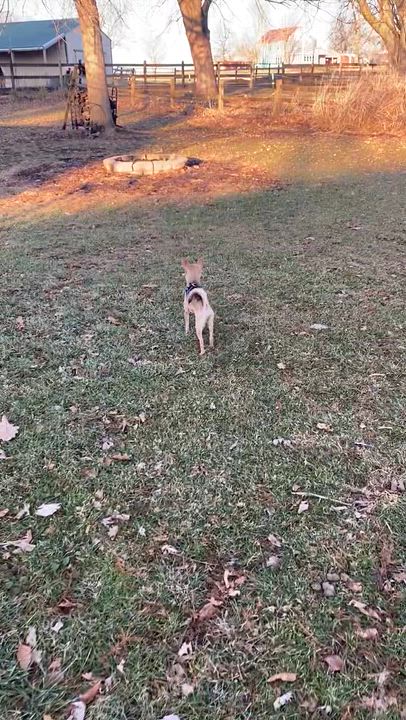 Enlarge BUGSY, a ADOPTABLE Chihuahua in Westmont, IL video 6/6